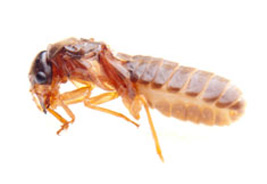 Termites & Wood Destroying Pests Brackenfell